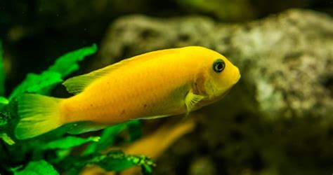 sarı prenses ile hangi balıklar yaşar
